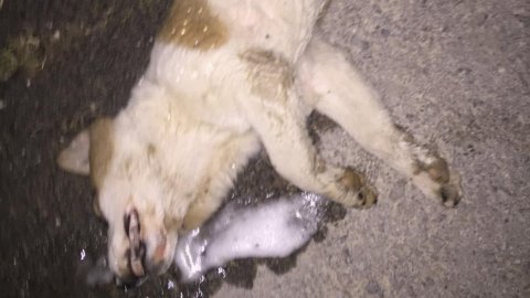 Menemen'de sokak köpekleri katliamı