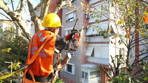 Kadıköy Belediyesi'nin ağaç budama çalışmaları devam ediyor