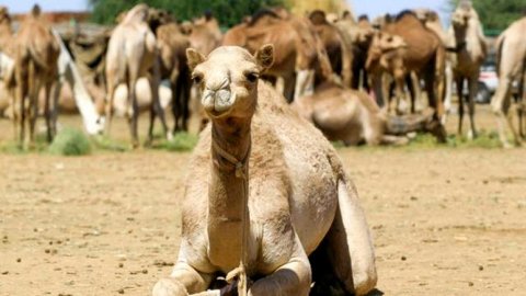Avustralya'da kuraklık sebebiyle 10 bin deve keskin nişancılar tarafından öldürülecek