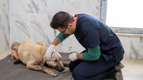 Trafik kazası sonucu ağır yaralı olan köpek kurtarıldı: Ekipler köpeğe 'Umut' ismini verdi