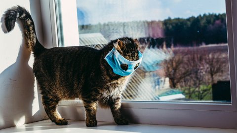 Rusya'da bir kedi koronavirüse yakalandı