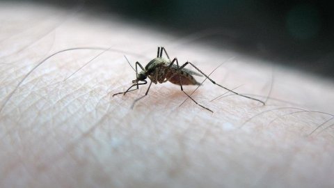 Sivrisineklerden koronavirüs bulaşır mı? Bilim Kurulu üyesinden açıklama