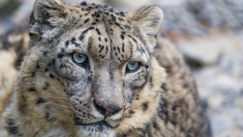Kırgızistan'da 15 kar leoparı tespit edildi