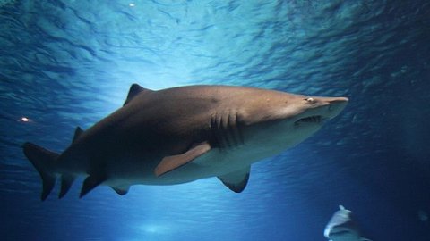 Avustralyalı sörfçü, köpek balığı saldırısında öldü