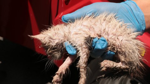 Yalova'da su borusuna sıkışan kedi yavrusu kurtarıldı