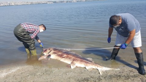 Küçükçekmece Gölü'nde 2,5 ve 1,5 metre boyundaki 2 mersin balığı ölü bulundu
