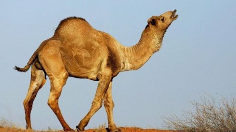 Bu defa MERS-CoV salgını! 200'den fazla deve öldü