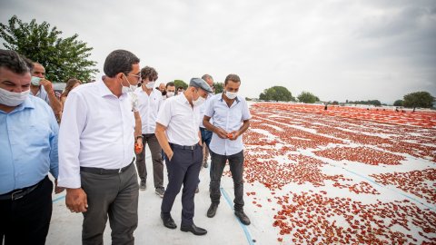 İzmir Büyükşehir Belediye Başkanı Tunç Soyer domates hasadı yaptı