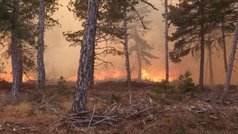 Nallıhan'daki orman yangını kontrol altına alındı