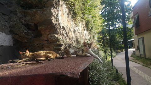 Galatasaray Üniversitesi kampüste kedi beslenmesini yasakladı