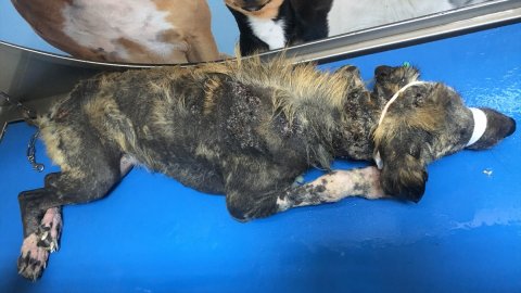 Ölmek üzereyken bulunan köpek tedavi edildi