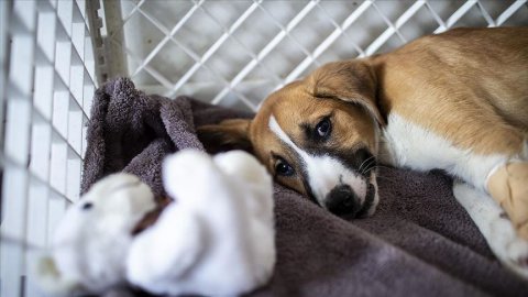 Çanakkale’de çok sayıda köpek zehirlenerek öldürüldü