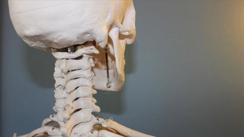Bilim insanları, kafatasında yeni bir organ bulduklarını açıkladı