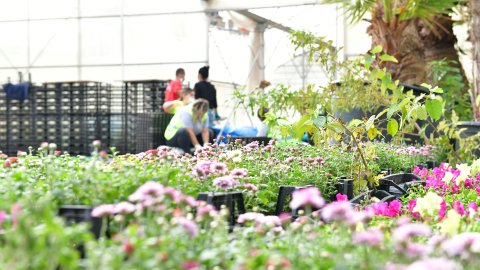 Çiğli Belediyesi kendi çiçeğini üretiyor