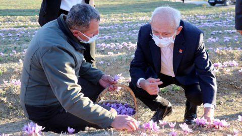 CHP Genel Başkanı Kemal Kılıçdaroğlu safran hasadı yaptı