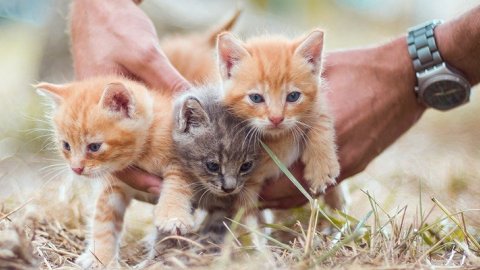 Koronavirüse yakalanan kediler itlaf edildi