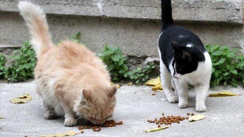 ‘Sokak hayvanlarını beslemeyin’ talimatı verildi iddiası