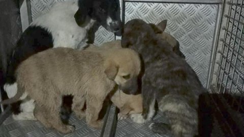 Barınakta yavru köpeklerin kuyruklarının kesilmesine soruşturma