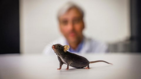 Almanya’da farelerde yapılan çalışma, felç tedavisinde umut oldu