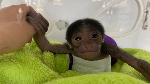 Sosyal medyayı salladı! Çin’de 650 gramla dünyaya gelen minik maymuna rekor beğeni