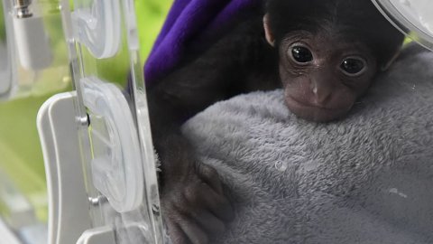 Sosyal medyayı salladı! Çin’de 650 gramla dünyaya gelen minik maymuna rekor beğeni