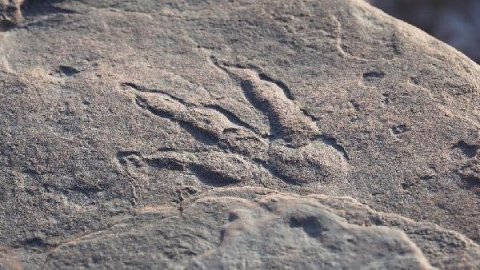 4 yaşındaki çocuk plajda 220 milyon yıllık dinozor ayak izini ortaya çıkarttı