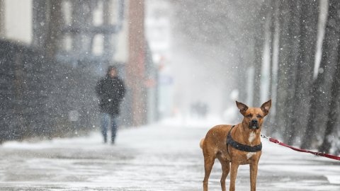 Almanya’da kar yağışı ve soğuk hava hayatı olumsuz etkiliyor