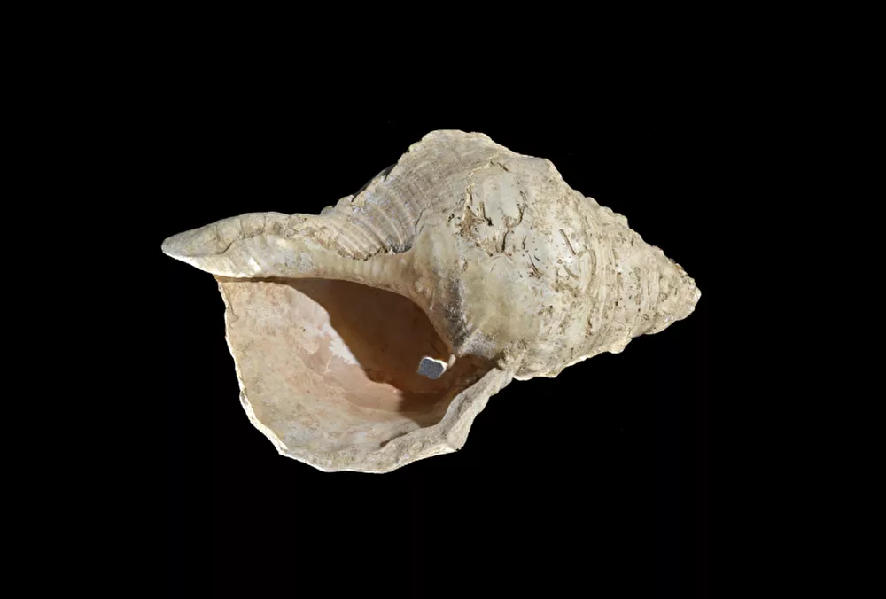 Müzede unutulan deniz kabuğunun nefesli çalgı olduğu ortaya çıktı: 17 bin yıl önce kullanılmış