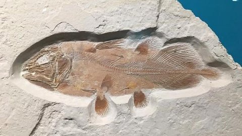 66 milyon yıllık 4.88 metre uzunluğunda balık fosili bulundu
