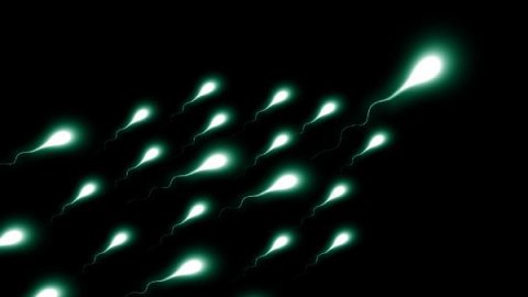 İnsan nesli tehlikede: 2045 yılında sperm sayısı "0" olacak
