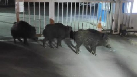 Kent merkezine inen domuz sürüsü yiyecek aradı