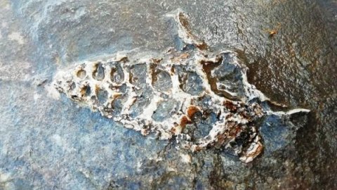 Adıyaman'da 70 milyonluk yıllık Gastropod fosili bulundu