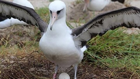 Dünyanın en yaşlı albatros kuşu 40’ıncı yavrusunu dünyaya getirdi