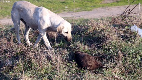 Edirne'de 8 yavru köpeğin yakılarak öldürülmesine soruşturma