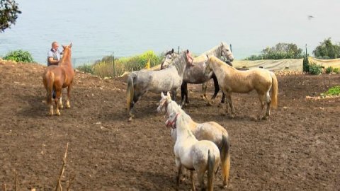 İstifa getiren kayıp atlar çiftliğe verilmiş; bakamayınca ‘kaçtı’ ihbarı yapmışlar