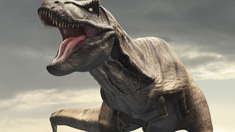 'T-Rex'in sanılandan oldukça yavaş yürüdüğü belirlendi