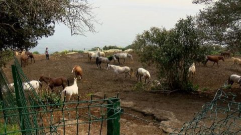 İBB'nin hibe ettiği atları savcılığa bildiren veteriner işleri müdürüne soruşturma