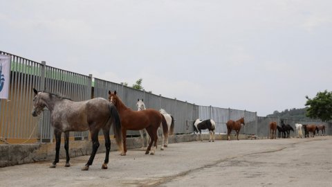 İBB'den "kayıp at" iddialarına cevap 