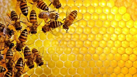 Araştırma: Bal arıları koronavirüsü tespit edebilir