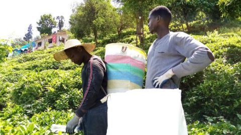 Afrikalı işçiler çay tarımı için Karadeniz'de; Uzmandan risk uyarısı