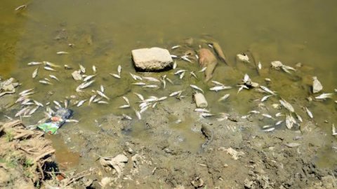 Karasu Nehri'nde balık ölümleri korkutuyor