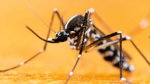 İstanbul'daki tehlike Asya Kaplan Sivrisineği: Virüsleri taşıyabiliyor ve insanlara bulaştırabiliyor