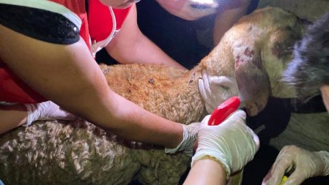 Veteriner hekimler ve hayvanseverler, yangın mağduru hayvanlar için seferber oldu