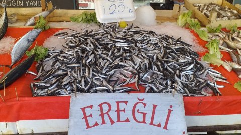 Zonguldak'ta balıkçılar Karadeniz hamsisinden umutlu
