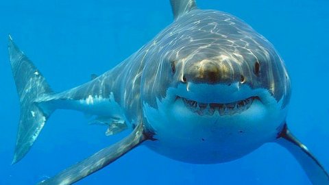 Kolombiya’da 3 bin 493 köpekbalığı yüzgecine el konuldu