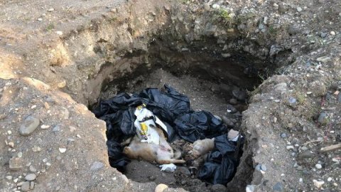 Giresun'da çukurda 10 ölü köpek bulundu