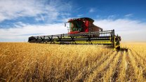 Küresel buğday fiyatlarında yeni sıçrama