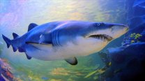 Mısır'da köpek balığı saldırısı: 1 ölü