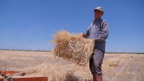 'Tahıl ambarı'nın hasat sezonunda 2 milyon tonun üzerinde rekolte bekleniyor
