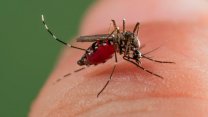 'Aedes' sivrisineği alerjik reaksiyonlara neden oluyor